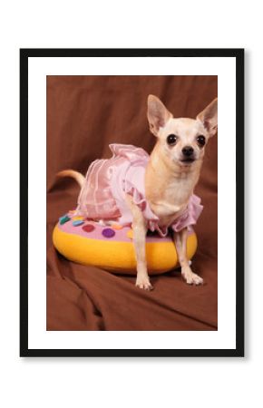 Cute glamur little chihuahua in pink dress sitting on pillow donuts