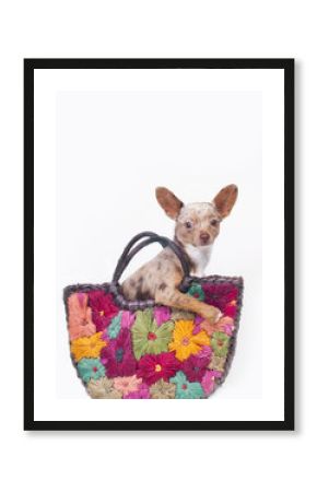 Chihuahua in bag