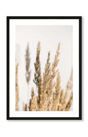 Pampas grass, close up, selective focus. Dried reeds boho style, copy space.  