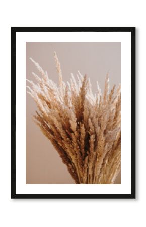 Aesthetic beige reeds against neutral beige wall. Minimalist Parisian vibes flower