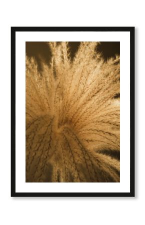 Reeds foliage bouquet in sunlight shadows. Aesthetic elegant bohemian floral design