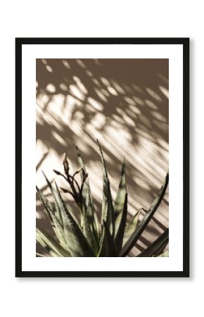 Palm leaf beautiful shadows on the wall. Creative, minimal, styled concept for bloggers.