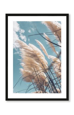 Pampa grass with light blue sky and clouds