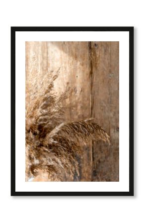 golden beige pampas grass stands in a glass vase on a wooden background in the rays of the setting sun, monochrome concept. Natural abstract background and frame