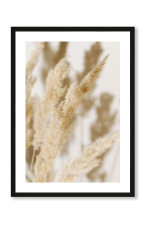 Pampas grass branch on pastel neutral beige background. Flat lay. Minimal, styled concept for bloggers with reeds foliage, sun light and trendy shadow.
