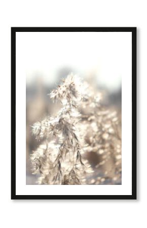 Partial blurred natural background with Pampas grass outdoor in light pastel colors. Dry reeds boho style
