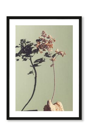 dry grass in stone with deep shadows on green background. natural background. minimal, art, stylish concept. boho and kinfolk design. Selective focus