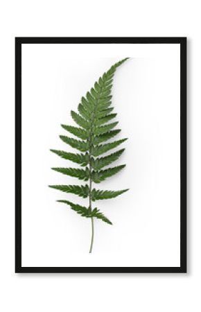 single fresh fern leaf, isolated, top view / flat lay - digital prop or design element for flatlays and nature / forest  related layouts