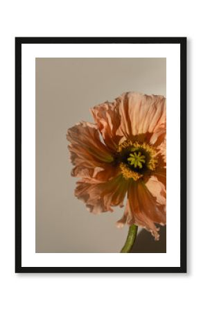 Delicate peach pink poppy flower stem bud on neutral beige background. Aesthetic close up view floral composition with sunlight shadows