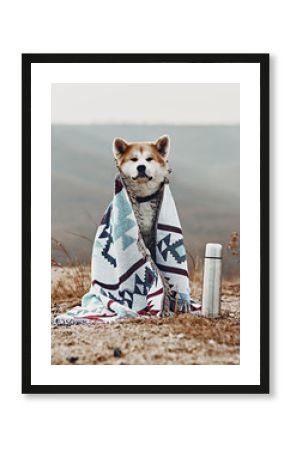 Portait of Akita inu dog covered with blanket.