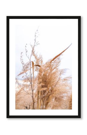Pampas grass outdoor in light pastel colors. Dry reeds boho style.  