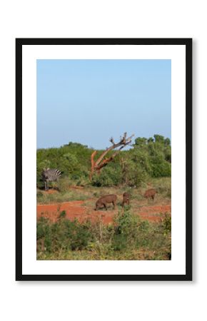 Zebra (Costae) i stado guźców (Phacochoerus), wypasające się na sawannie, Park Narodowy Tsavo i rezerwat wzgórz Taita, Kenia