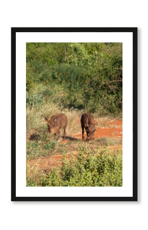 dwa guźce (Phacochoerus), wypasające się na sawannie, Park Narodowy Tsavo i rezerwat wzgórz Taita, Kenia