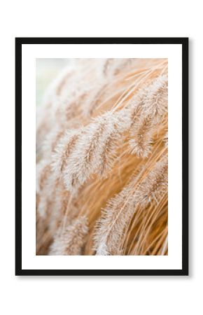 Abstract natural background of soft plants. Frosted pampas grass and flowers on a blurry bokeh, boho style. Patterns on the first ice. Earth watching