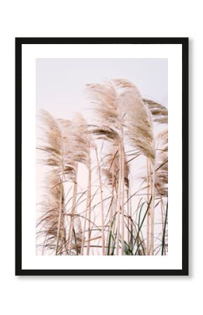 Pampa grass with cloudy sky