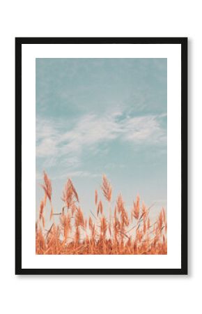 Pampas grass. Abstract natural minimal background of Cortaderia selloana fluffy plants moving in a wind. Spring or summer