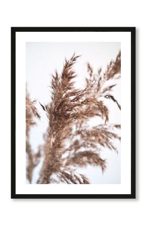 Fluffy pampas grass on gray background. Pampas in light pastel colors. Dry reeds boho style. Minimal, stylish, monochrome concept. Place for text