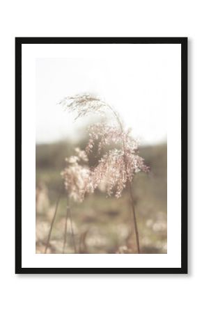 Pampas grass, dried flowers in a meadow, field, swamp, outdoor on in spring or autumn. Dry plant for home decoration in Scandinavian style, boho and minimalism. vertical.