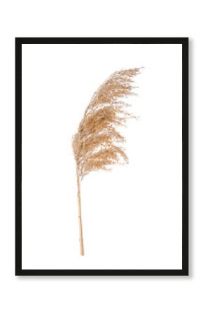 Dry reeds on white background