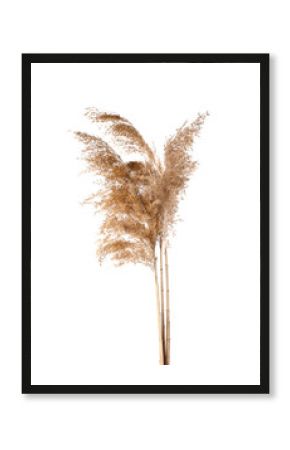 Dry common reeds on white background