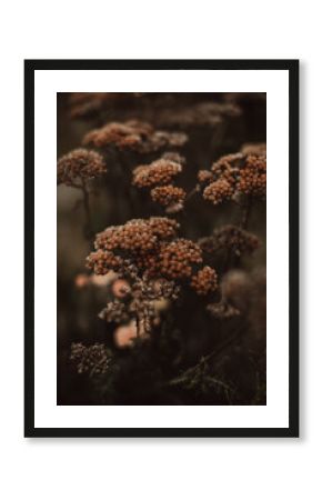 Autumn dry seasonal beige plants in the park. Dry reeds boho style. Moody atmosphere