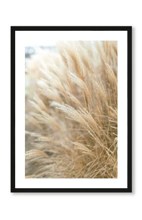 Abstract natural background of soft plants Cortaderia selloana. Pampas grass on a blurry bokeh, Dry reeds boho style. Fluffy stems of tall grass in winter