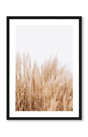 Abstract natural background of soft plants Cortaderia selloana. Pampas grass on a blurry bokeh, Dry reeds boho style. Fluffy stems of tall grass in winter, white background