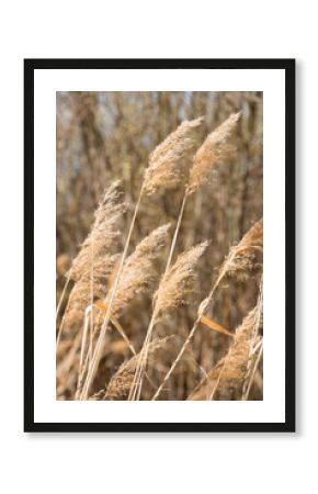 Pampas grass outdoors in pastel colors. Dried flower in boho style.