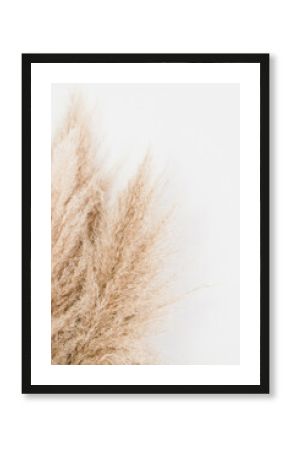 boho pampas grass decor against a white wall