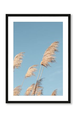 Reeds leaf neutral on blue sky background. Creative, minimal, styled concept for bloggers.