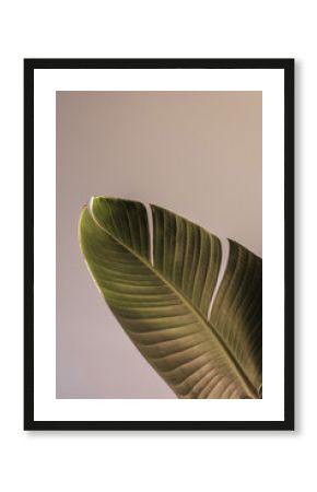 Palm leaf beautiful shadows on the wall. Creative, minimal, styled concept for bloggers.