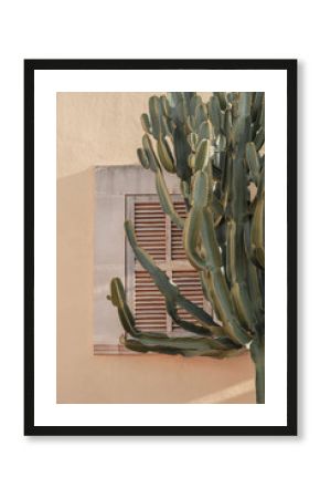 Cactus plant beautiful shadows on the wall. Creative, minimal, bright and airy styled concept.