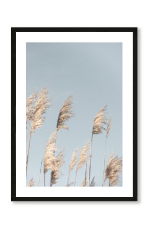 Pampas Grass Blue Sky. Creative, minimal, bright and airy styled concept.