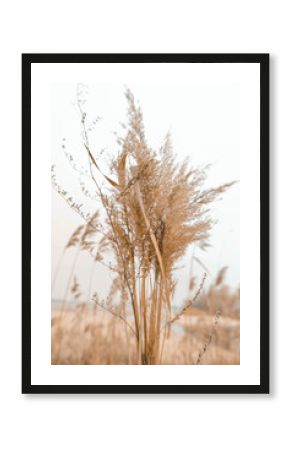 Pampas grass outdoor in light pastel colors. Dry reeds boho style.  