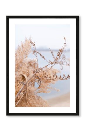 Pampas grass outdoor in light pastel colors. Dry reeds boho style.  