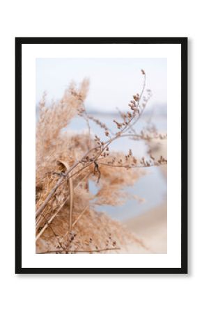 Pampas grass outdoor in light pastel colors. Dry reeds boho style.  