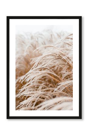 Abstract natural background of soft plants Cortaderia selloana. Frosted pampas grass on a blurry bokeh, Dry reeds boho style. Patterns on the first ice. Earth watching