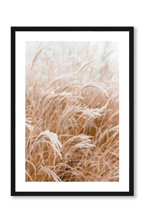 Abstract natural background of soft plants Cortaderia selloana. Frosted pampas grass on a blurry bokeh, Dry reeds boho style. Patterns on the first ice. Earth watching