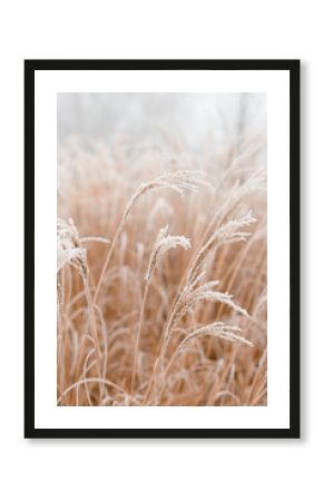 Abstract natural background of soft plants Cortaderia selloana. Frosted pampas grass on a blurry bokeh, Dry reeds boho style. Patterns on the first ice. Earth watching