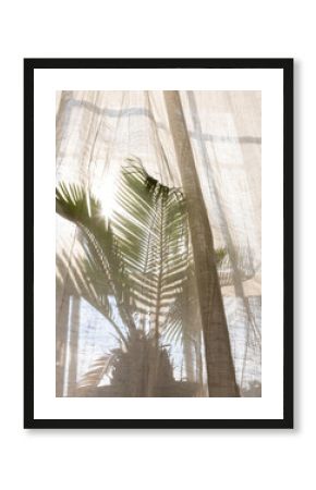 palm plant in window covered by boho curtains with sunlight