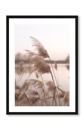 Fotografia w stylu boho trzciny w ruchu na tle stawu. Ciepłe kolory w odcieniach beżu.