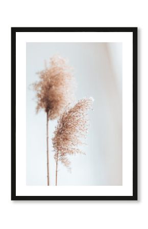 Dry pampas grass reeds on white background. Abstract natural background. Trendy home decor