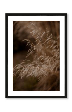 Autumn dry seasonal beige plants in the park. Dry reeds boho style.