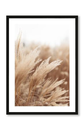 Abstract natural background of soft plants Cortaderia selloana. Pampas grass on a blurry bokeh, Dry reeds boho style. Fluffy stems of tall grass in winter, white background