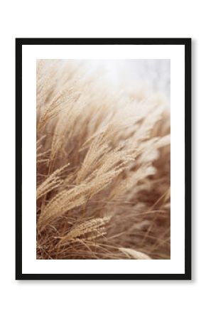 Abstract natural background of soft plants Cortaderia selloana. Pampas grass on a blurry bokeh, Dry reeds boho style. Fluffy stems of tall grass in winter