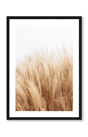 Abstract natural background of soft plants Cortaderia selloana. Pampas grass on a blurry bokeh, Dry reeds boho style. Fluffy stems of tall grass in winter, white background