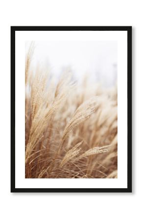 Abstract natural background of soft plants Cortaderia selloana. Pampas grass on a blurry bokeh, Dry reeds boho style. Fluffy stems of tall grass in winter, white background