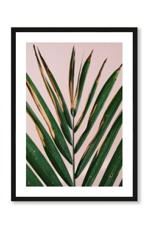 Isolated close-up of a palm leaf