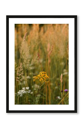 Wildflowers close-up at sunset. High quality vertical photo. The photography with warm colors.