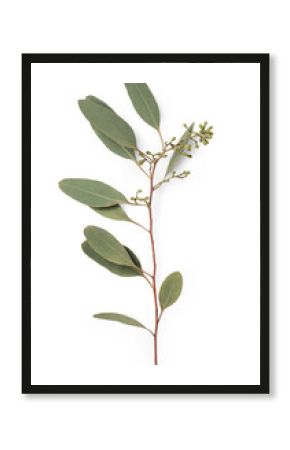 fresh eucalyptus twig / branch with green seeds, used in bouquets as well as for essential oils for cosmetics and perfumery - isolated, flat lay / top view, design element or digital styling prop